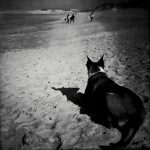 16 - Daniel KARILA-COHEN - Surfin dog